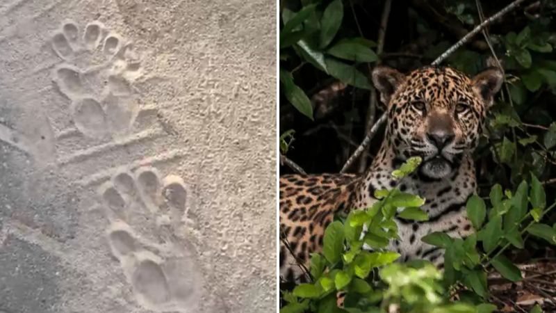 Inema se manifesta sobre suposto surgimento de onça em Camaçari