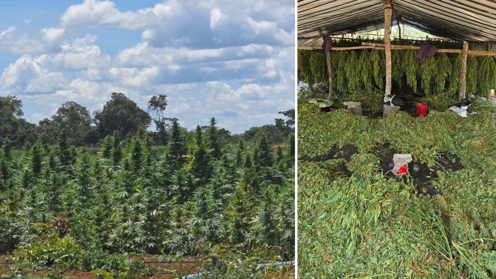Imagem impressionante mostra mais de 180 mil pés de maconha em plantação ilegal na Chapada Diamantina