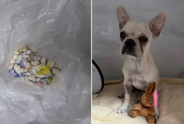 Cadela é internada após ingerir 55 pedras de crack