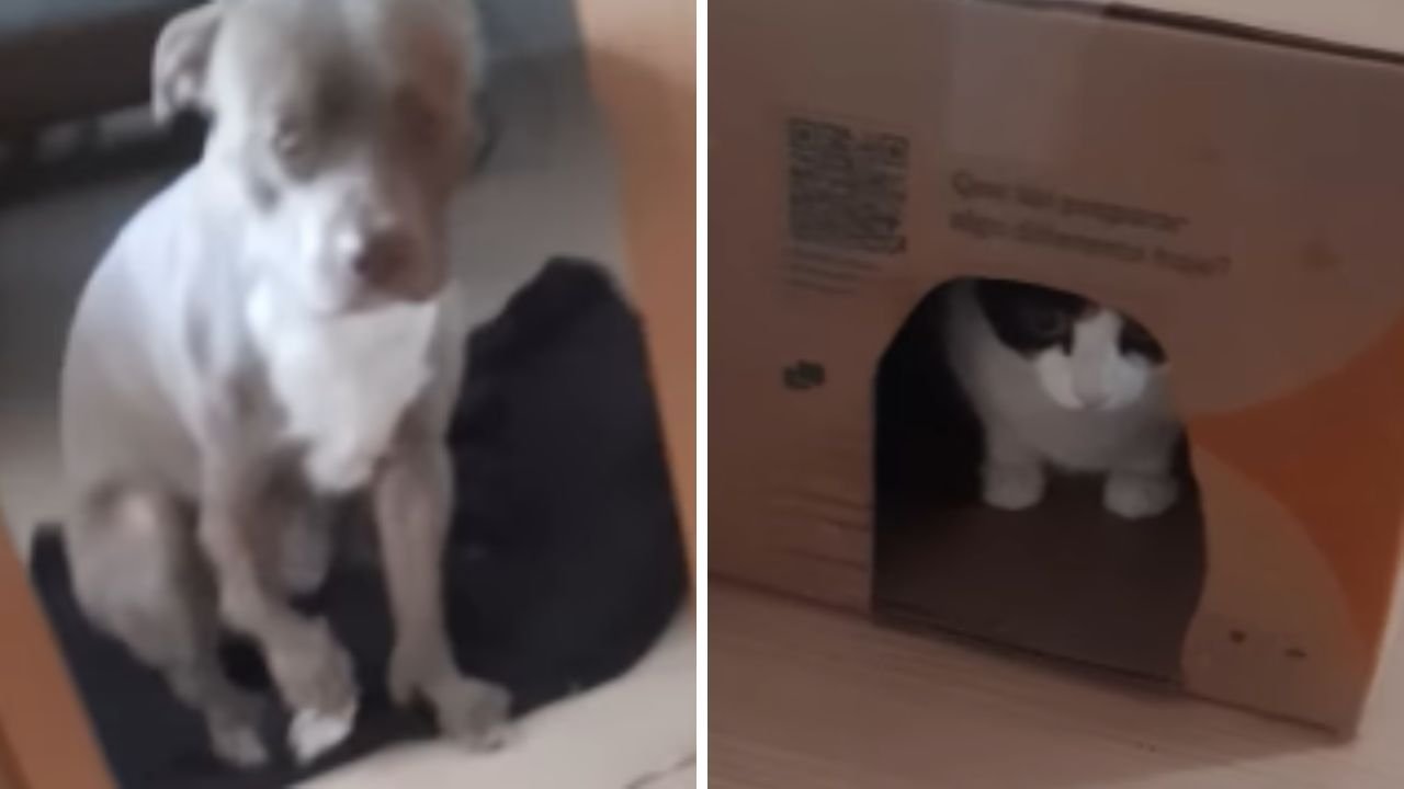 Pit bull fica apavorado ao encarar gata em corredor; assista