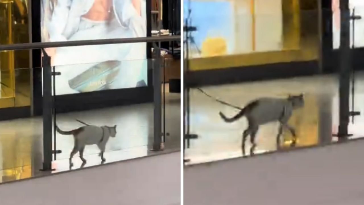 De coleira! Gato é flagrado passeando em shopping de Salvador; assista