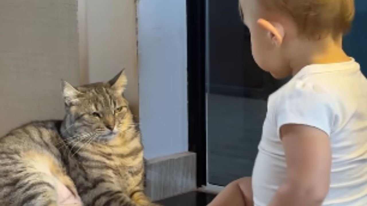 Gata tem reação divertida após bebê "conversar" com ela; assista