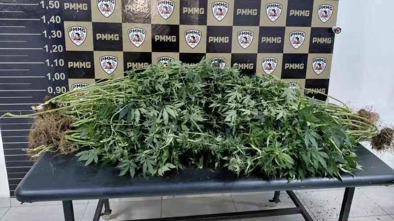 Mãe furta celular em consultório e atrai polícia para estufa de maconha do próprio filho; entenda