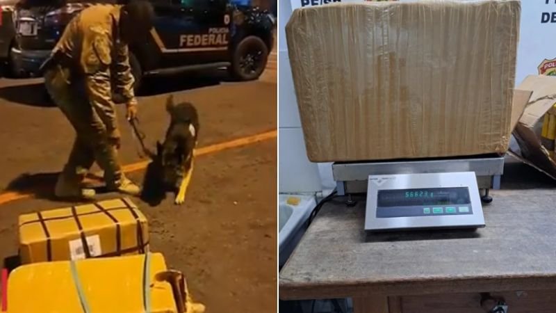 Cão farejador identifica 100 kg de cocaína em avião minutos antes de decolagem
