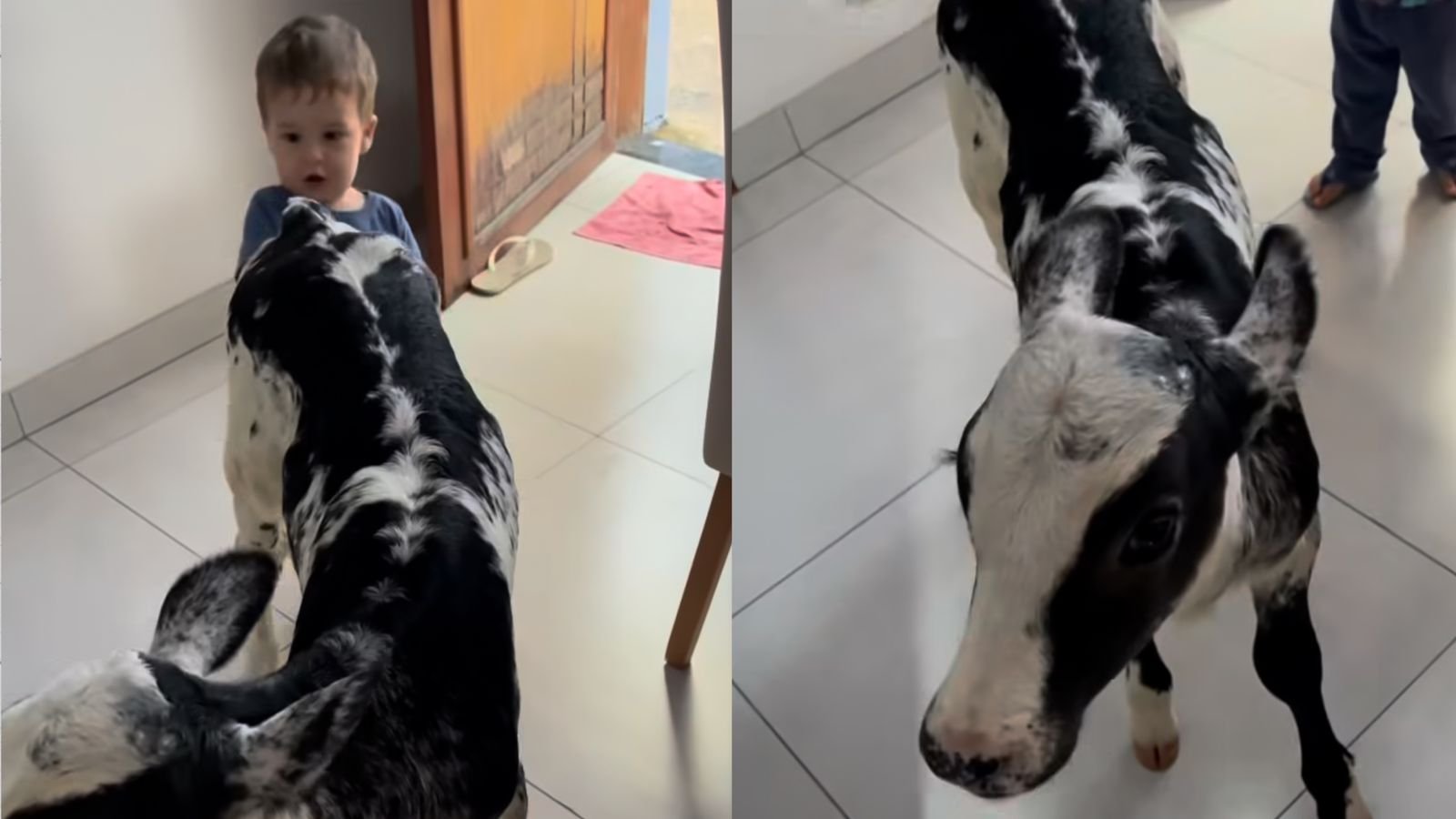 Garotinho protagoniza cena inusitada com bezerra; veja