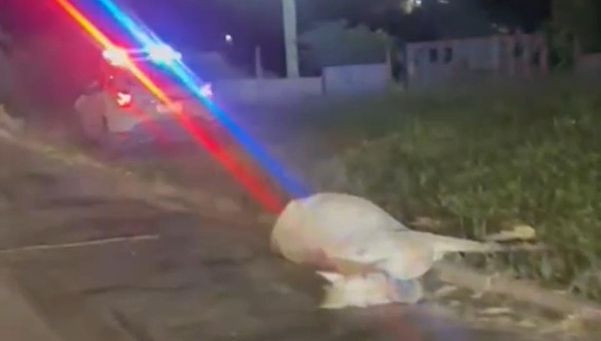Cavalo morre após acidente em uma das avenidas mais movimentadas de Salvador