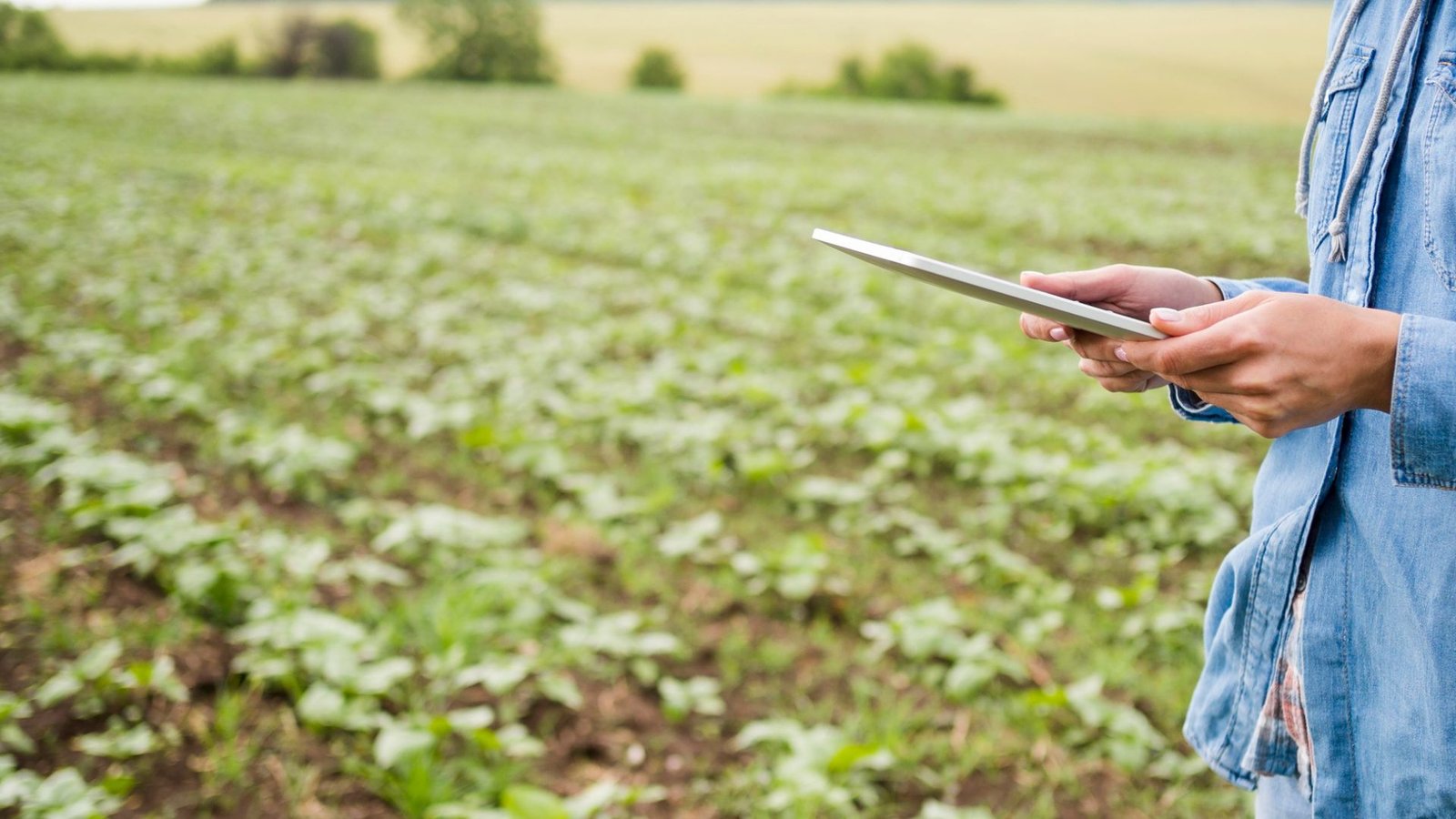 Junho Verde: Agricultura sustentável busca produzir mais alimentos sem ampliar impactos ambientais