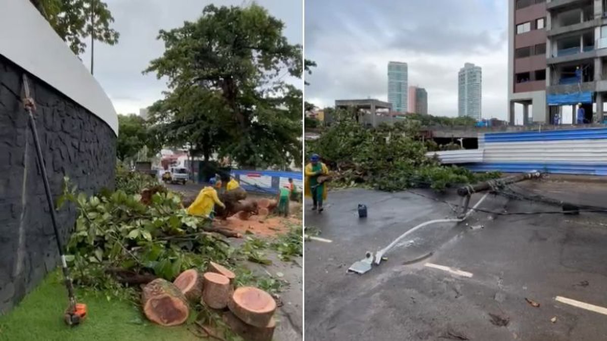 Árvore desaba durante chuva e bloqueia importante via em bairro de Salvador; veja vídeo
