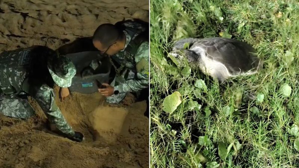 Vídeo mostra resgate de mais de 100 ovos de tartaruga marinha na orla de Pituaçu