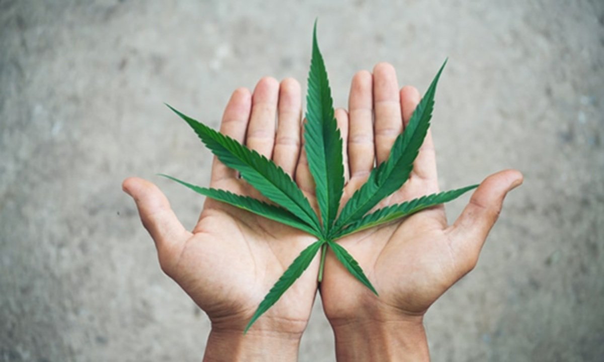 Salvador capacitará profissionais para manejo de cannabis