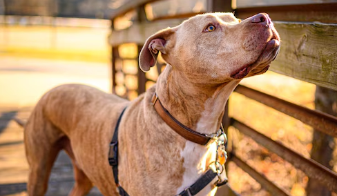 Cães da raça pitbull podem ser proibidos no Brasil; entenda